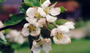 apple blossom